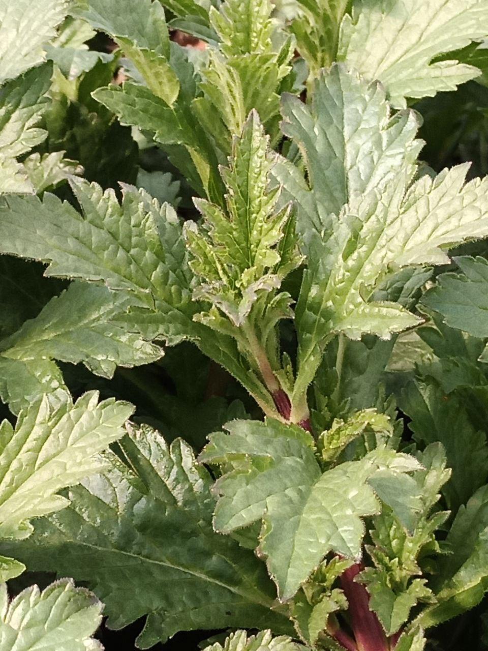 Eisenkraut - Verbena officinalis